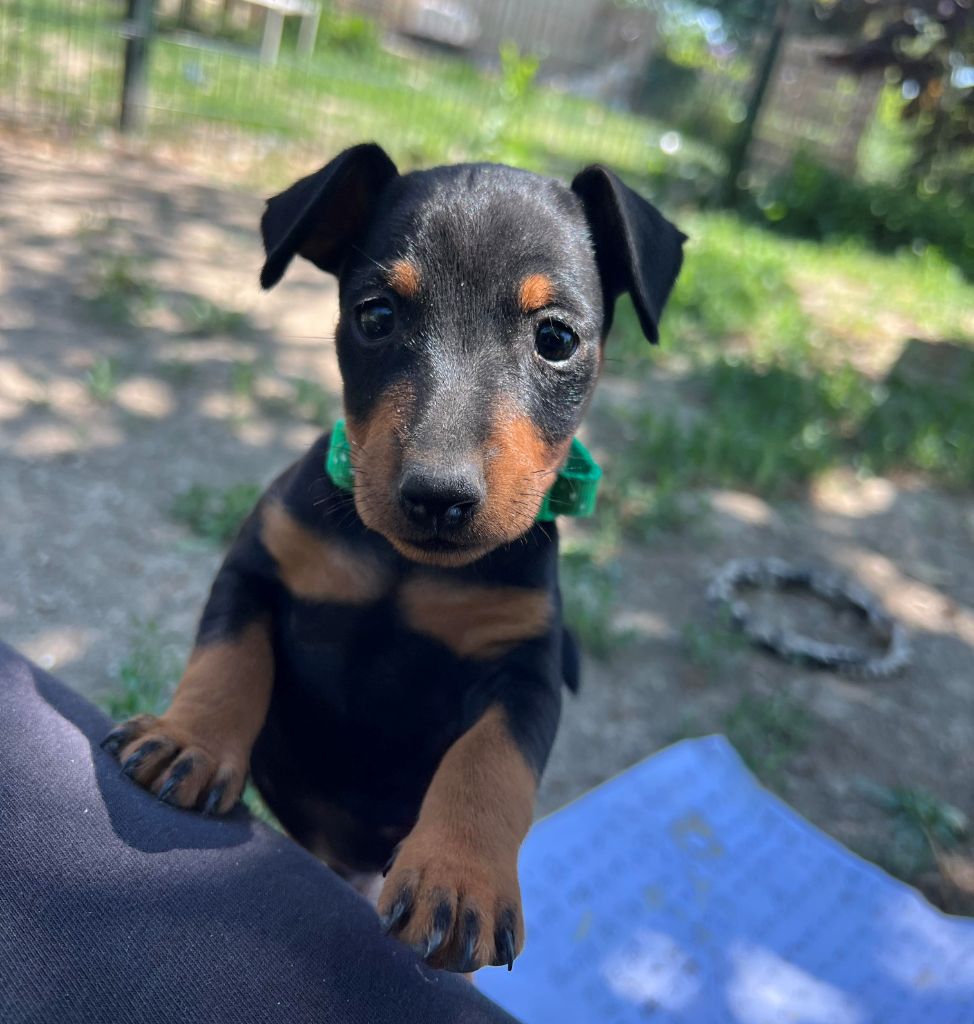 Obreika Elevage De Chiots Pinscher Nain