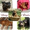  - OBREÏKA - meilleur élevage de Pinscher Nain depuis 2014