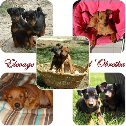 D'Obreika - OBREÏKA - meilleur élevage de Pinscher Nain depuis 2014