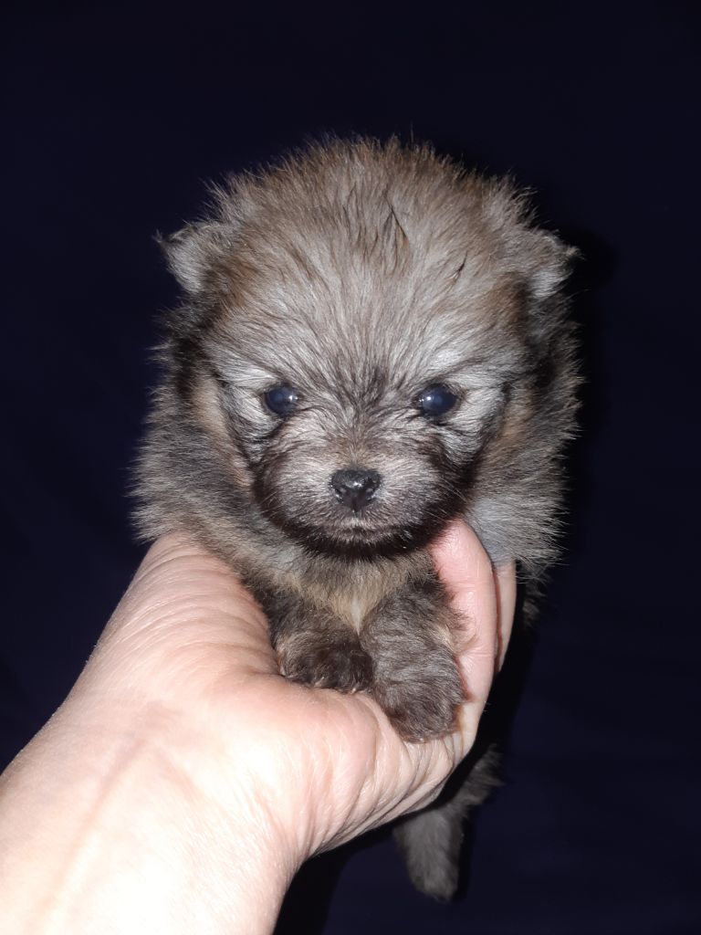 D'Obreika - Chiot disponible  - Spitz allemand