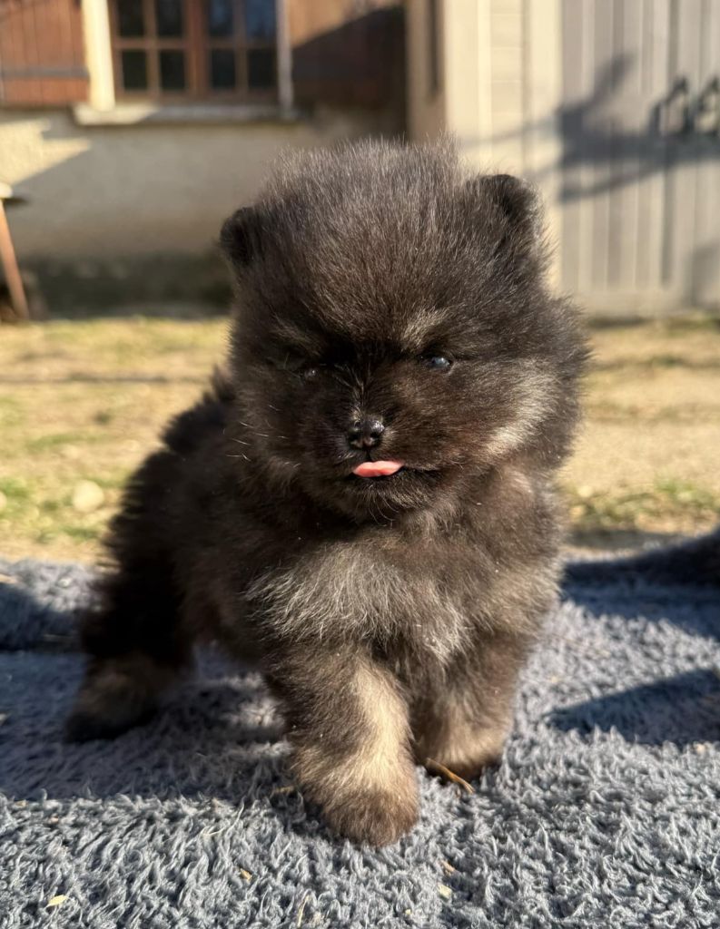 D'Obreika - Chiot disponible  - Spitz allemand