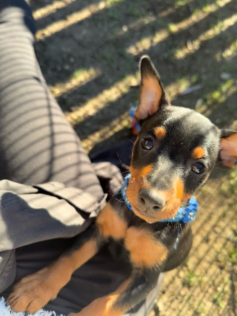 D'Obreika - Chiot disponible  - Pinscher nain