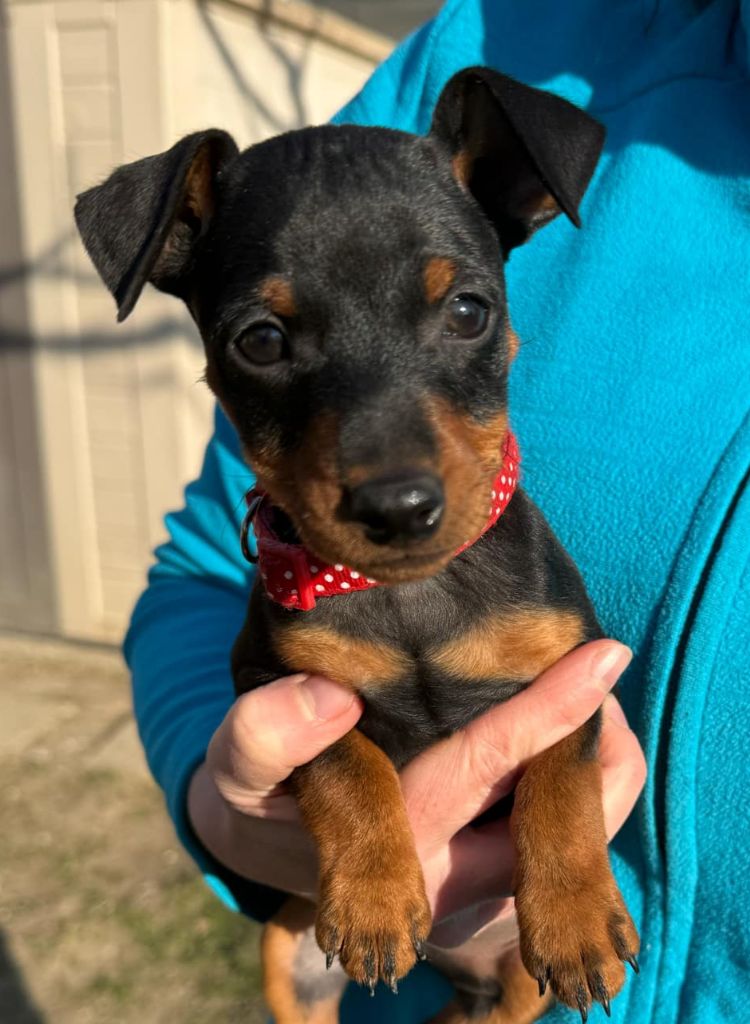 D'Obreika - Chiot disponible  - Pinscher nain