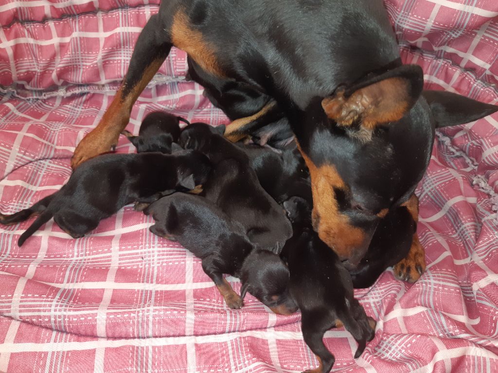 D'Obreika - Chiot disponible  - Pinscher nain