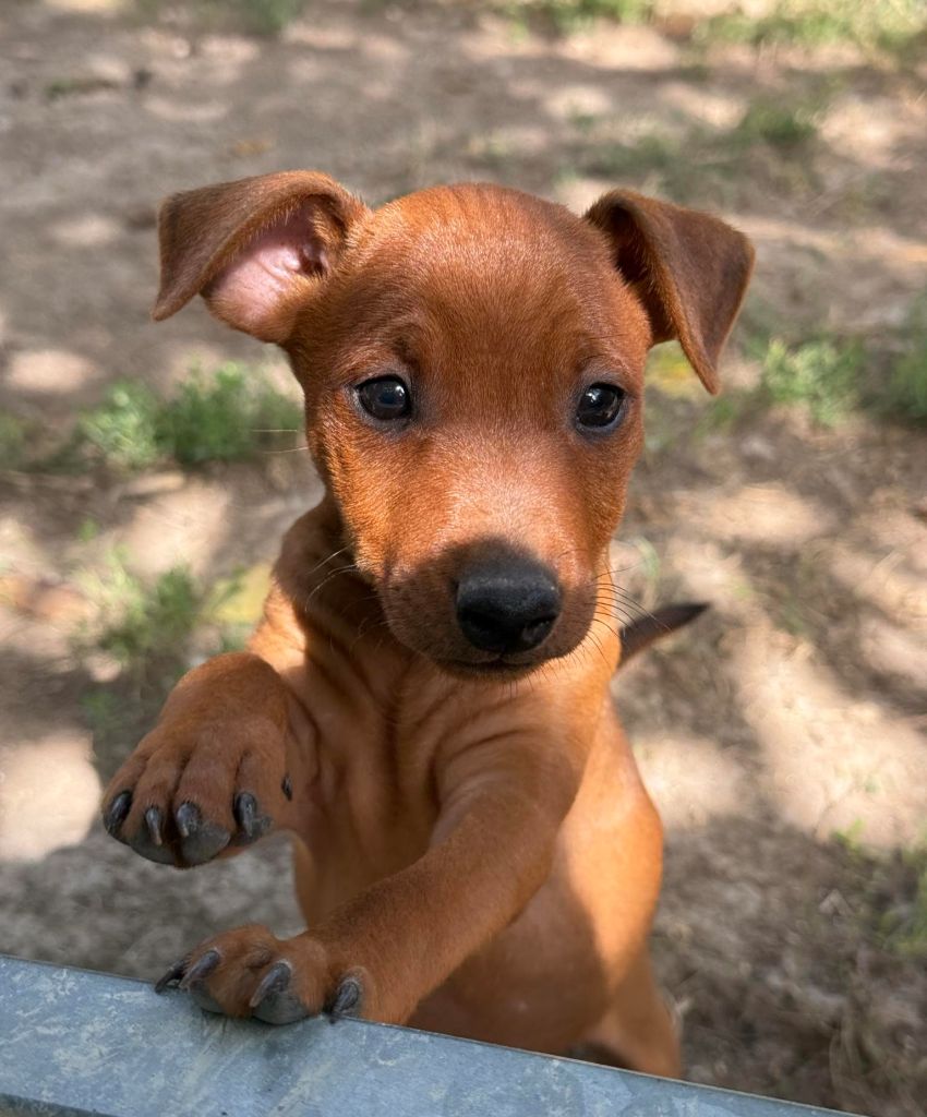 D'Obreika - Chiot disponible  - Pinscher nain