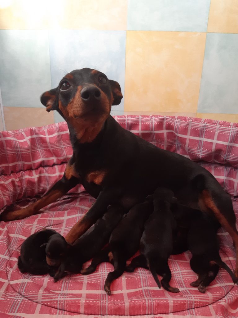 D'Obreika - Chiot disponible  - Pinscher nain