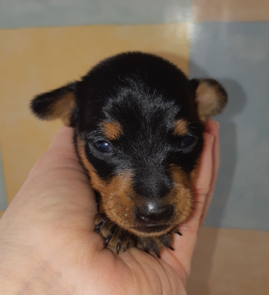 D'Obreika - Chiot disponible  - Pinscher nain