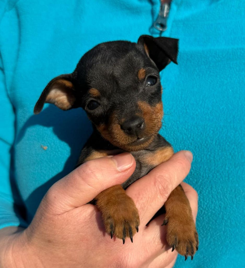 D'Obreika - Chiot disponible  - Pinscher nain