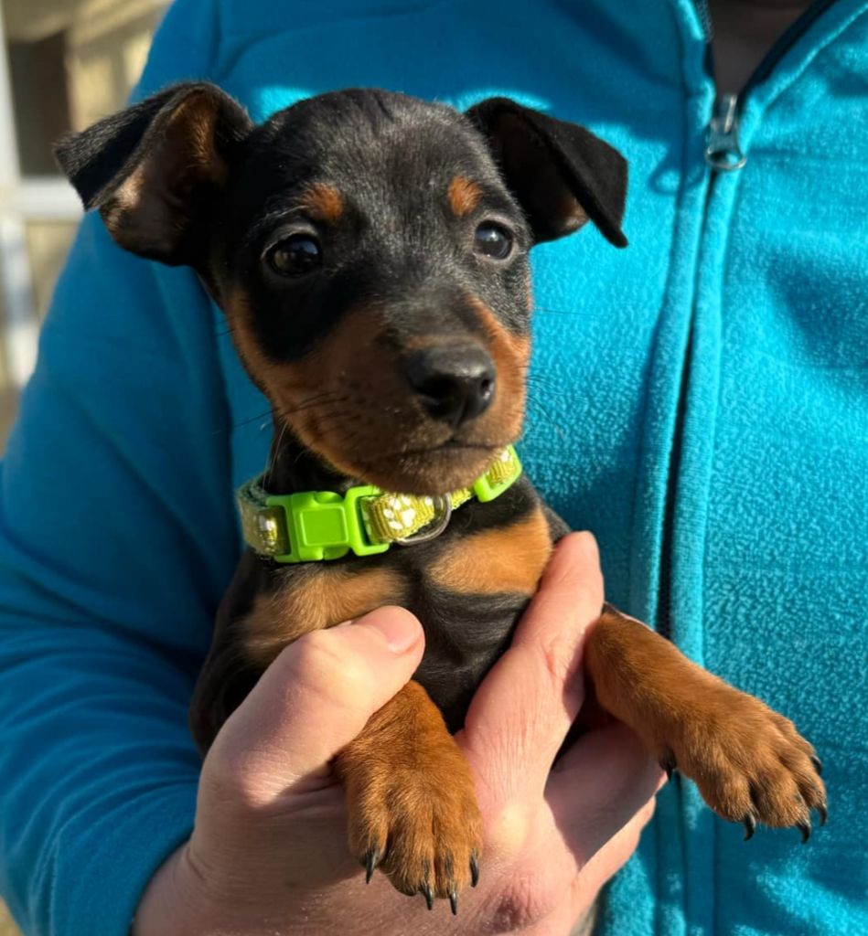 D'Obreika - Chiot disponible  - Pinscher nain