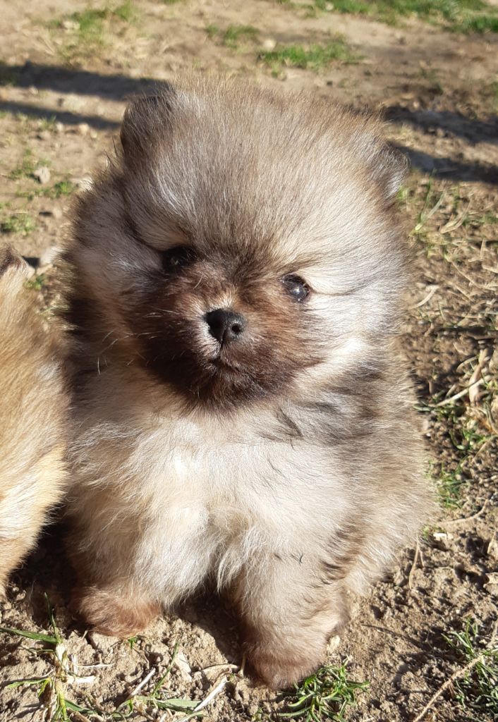 D'Obreika - Chiot disponible  - Spitz allemand