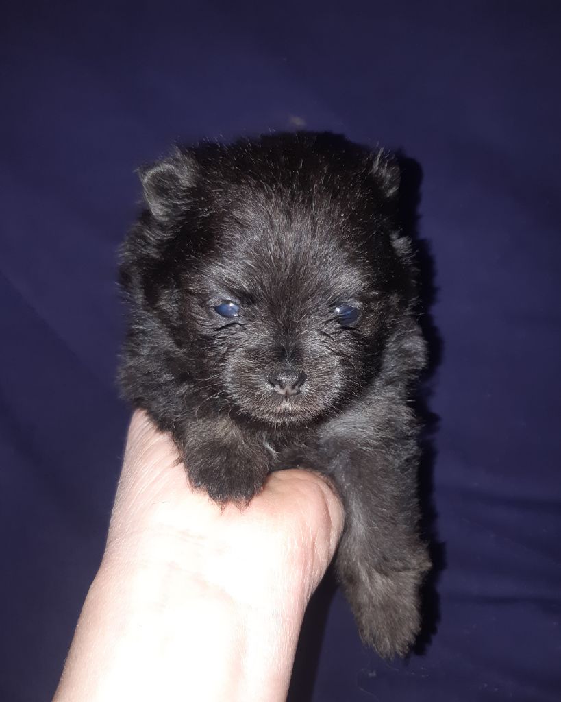 D'Obreika - Chiot disponible  - Spitz allemand