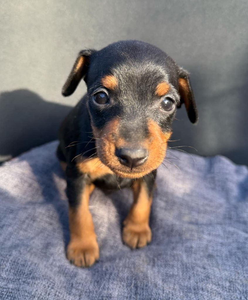 D'Obreika - Chiot disponible  - Pinscher nain