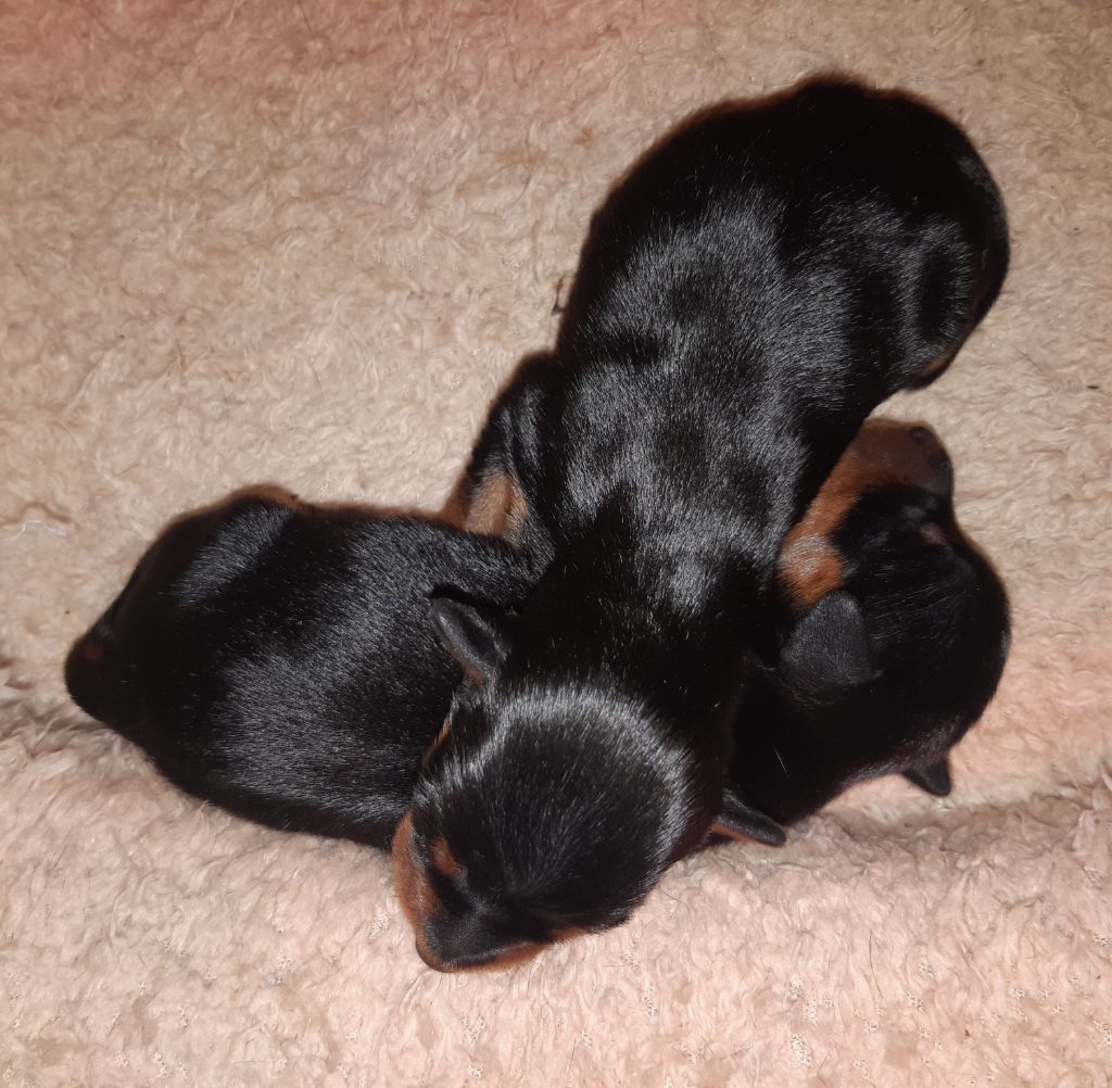 chiot Pinscher nain D'Obreika