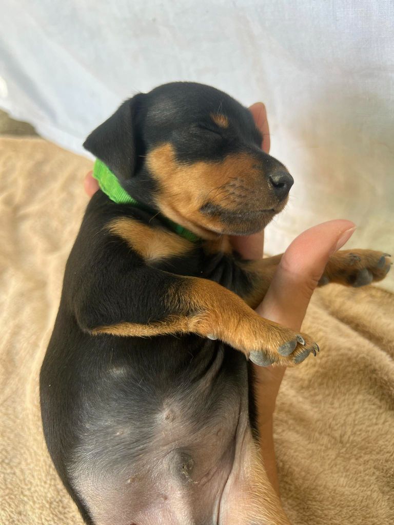 chiot Pinscher nain D'Obreika