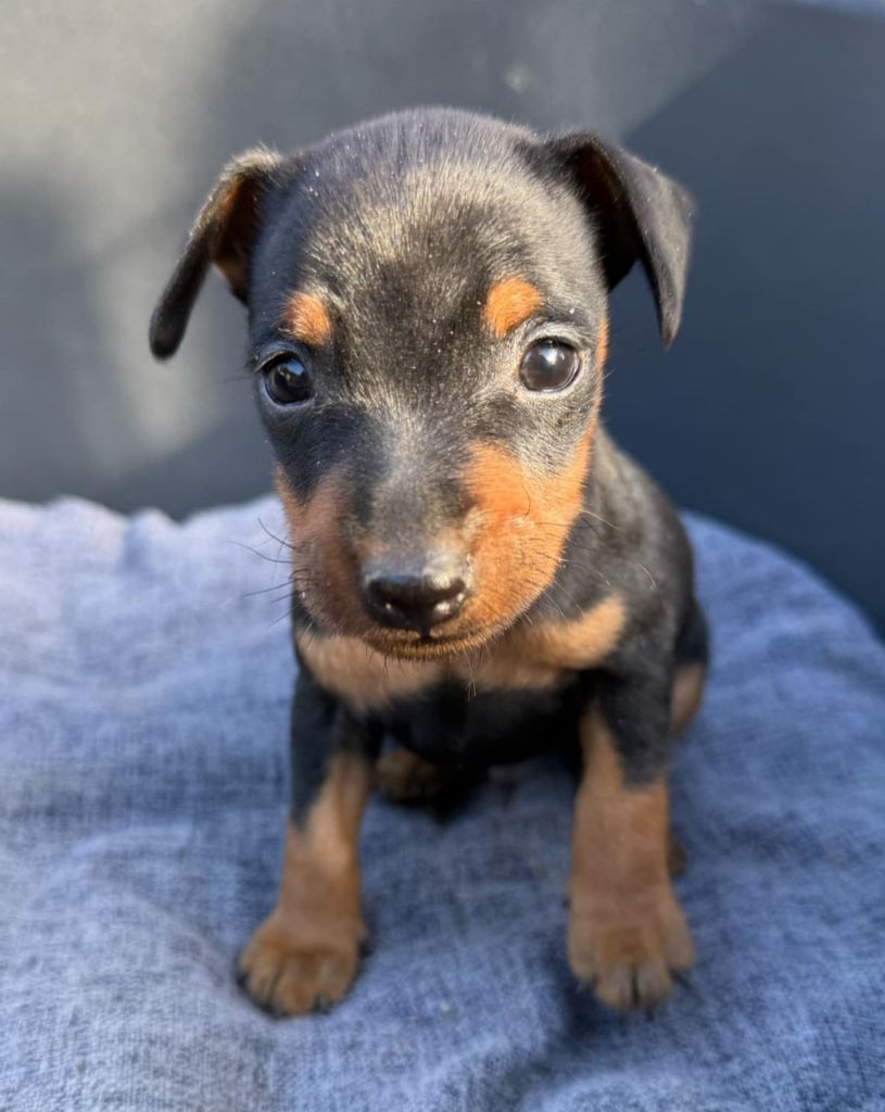 D'Obreika - Chiot disponible  - Pinscher nain