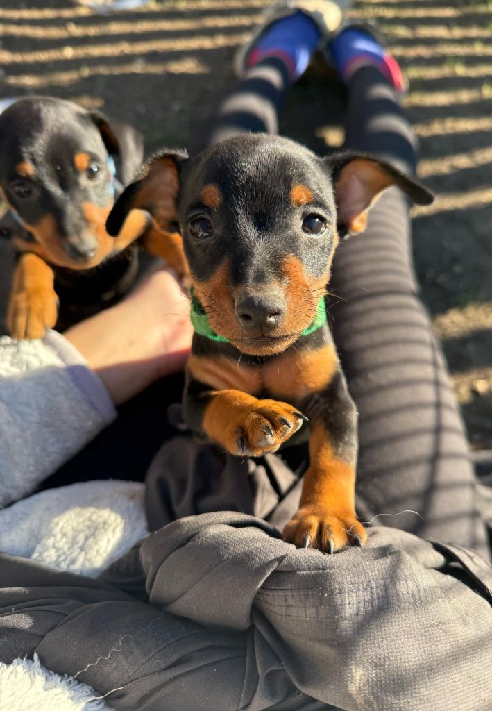 D'Obreika - Chiot disponible  - Pinscher nain