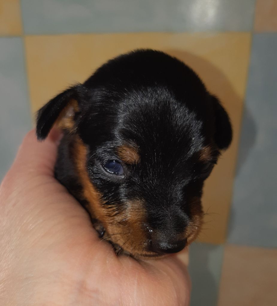 D'Obreika - Chiot disponible  - Pinscher nain