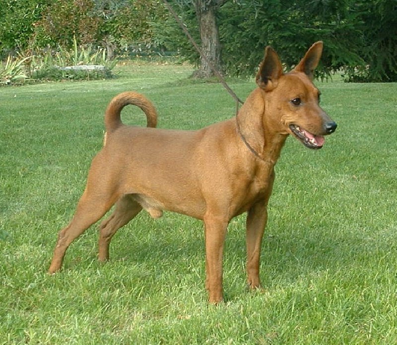 CH. Cisco kid red demon D'Obreika