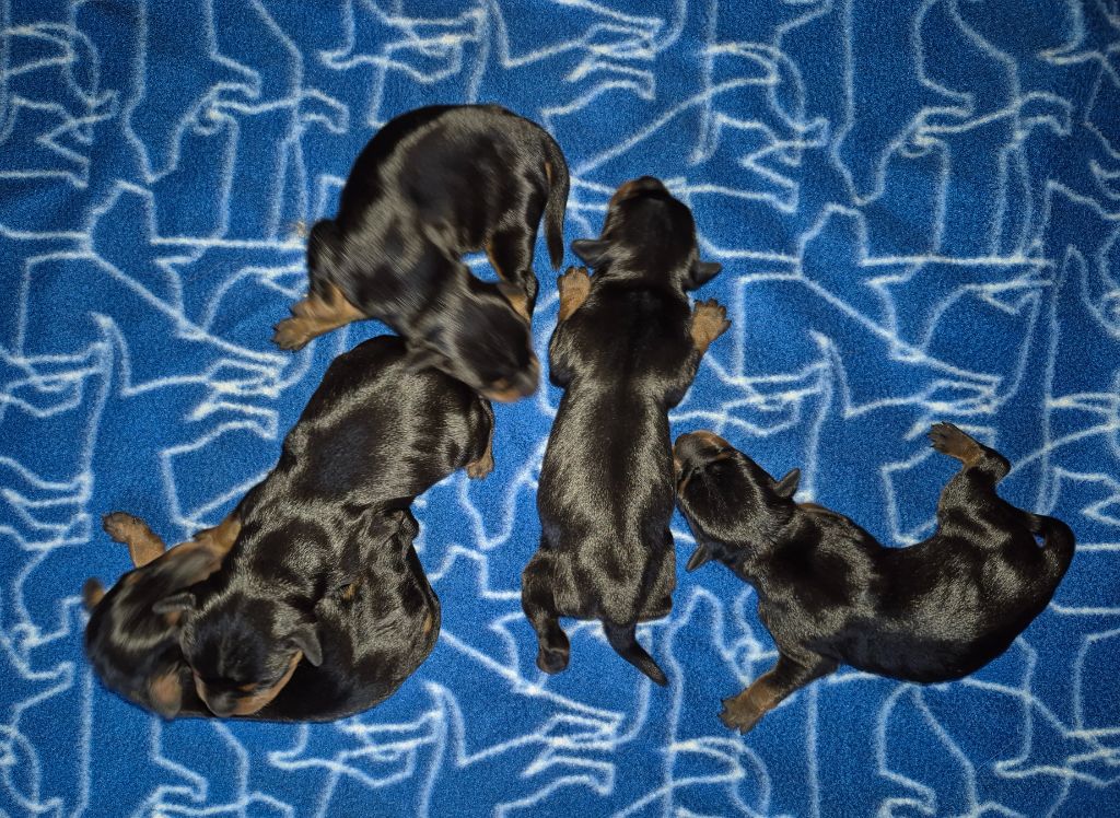 D'Obreika - Pinscher nain - Portée née le 18/08/2025