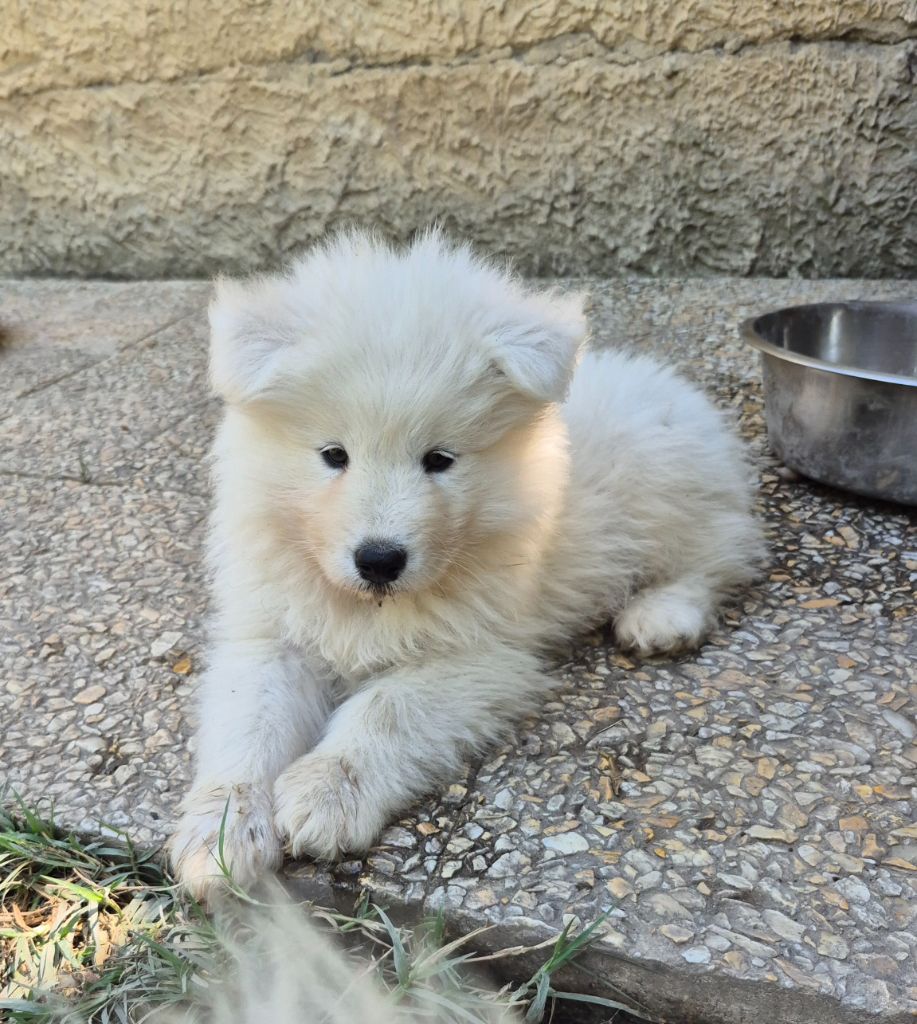 D'Obreika - Chiots disponibles - Samoyède