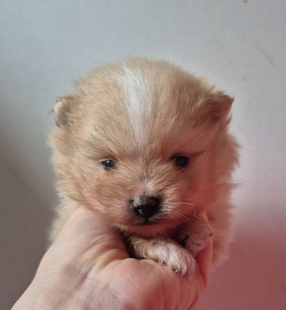 Chiot Spitz allemand D'Obreika
