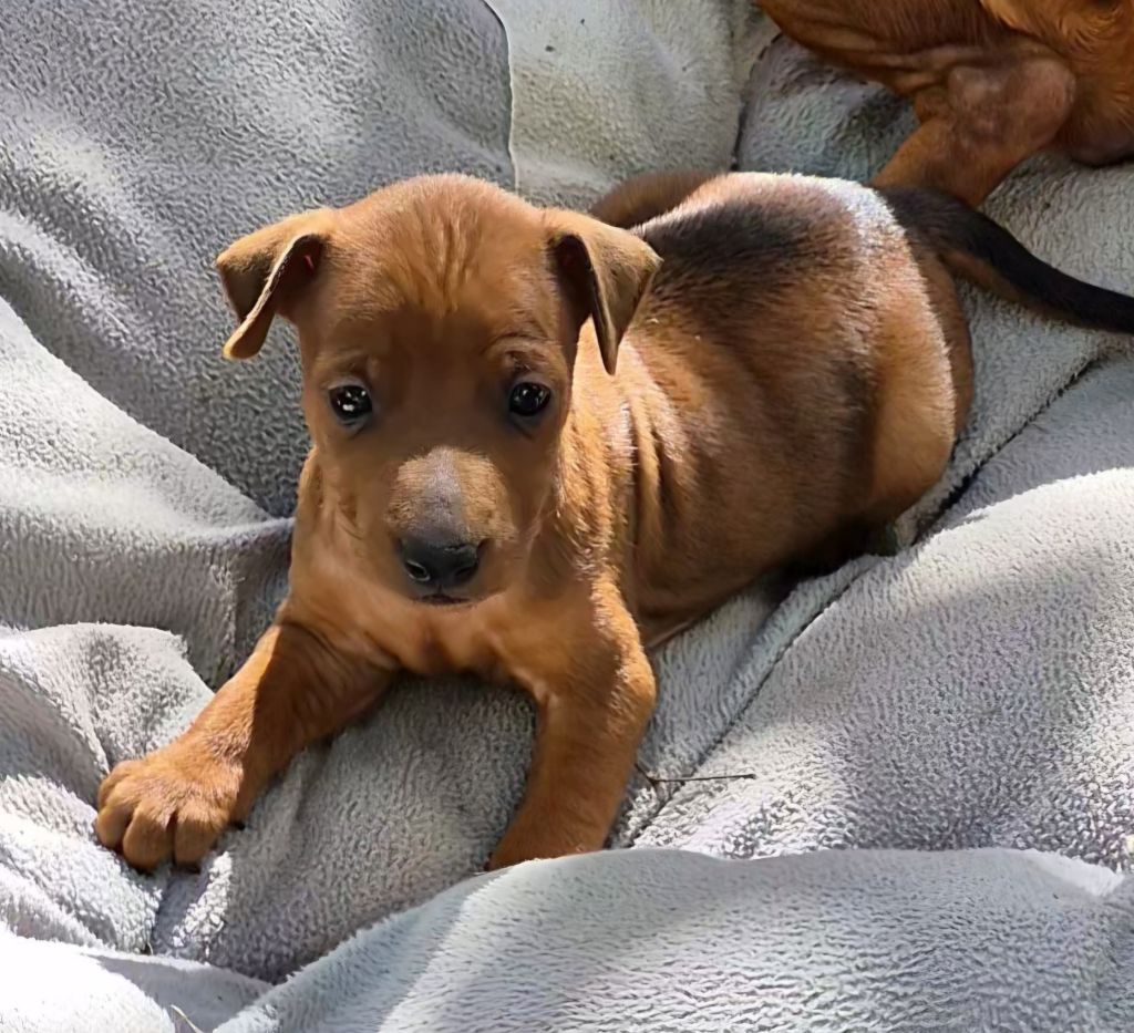 D'Obreika - Chiots disponibles - Pinscher nain