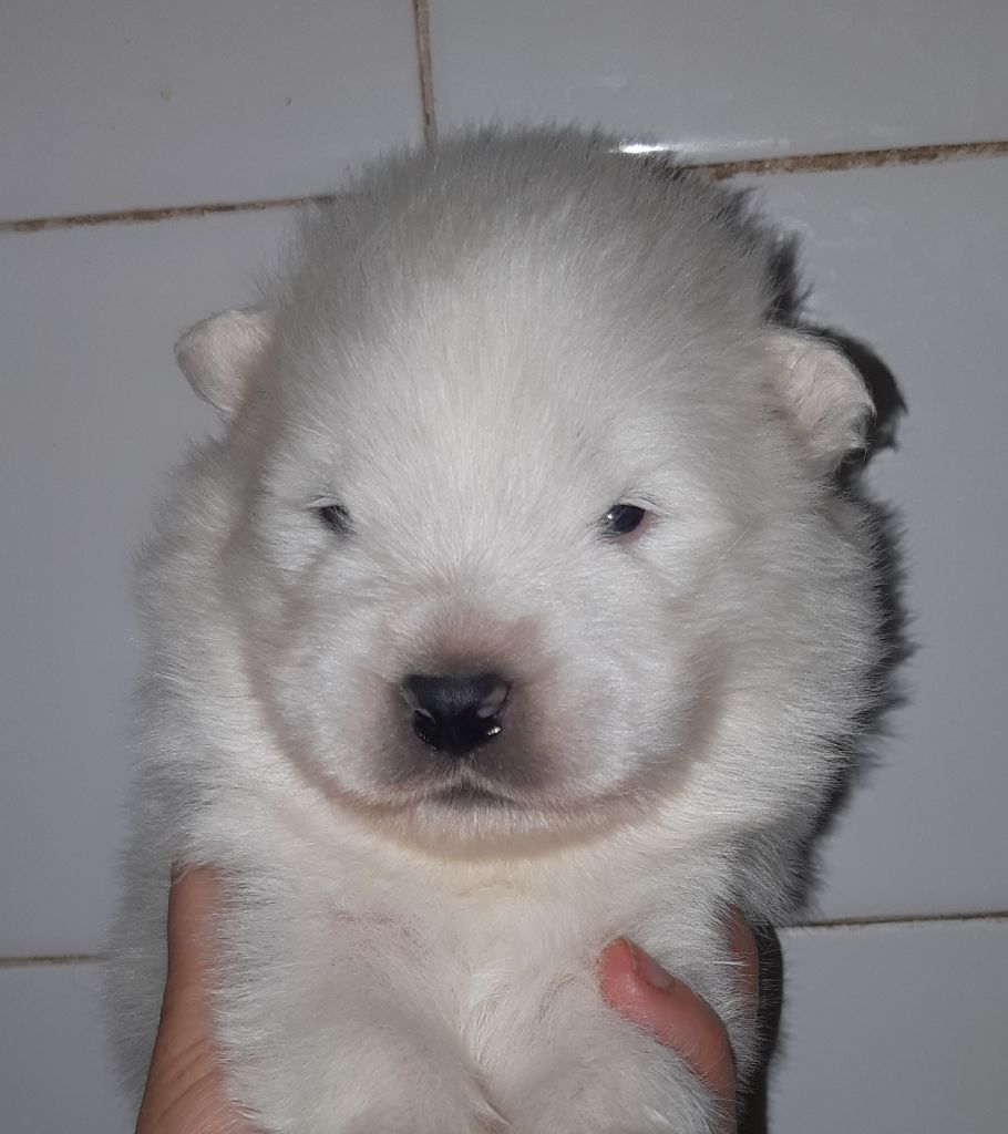 D'Obreika - Chiots disponibles - Samoyède