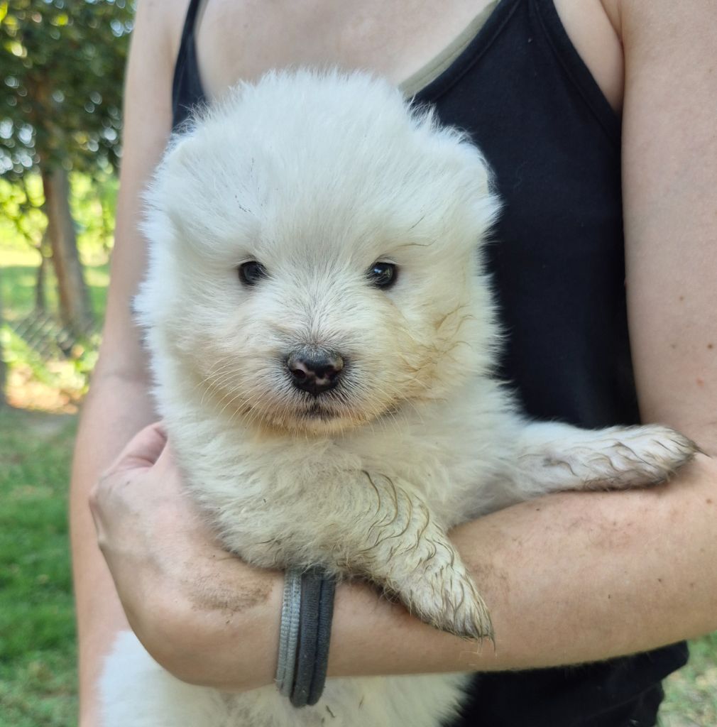 D'Obreika - Chiots disponibles - Samoyède