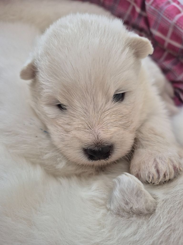 D'Obreika - Chiots disponibles - Samoyède