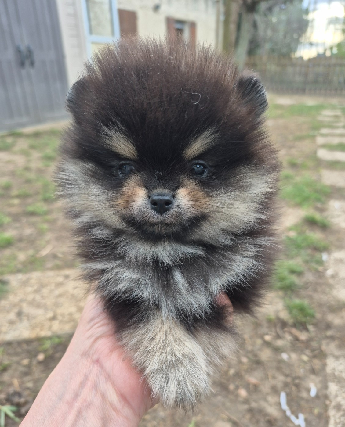 D'Obreika - Chiots disponibles - Spitz allemand