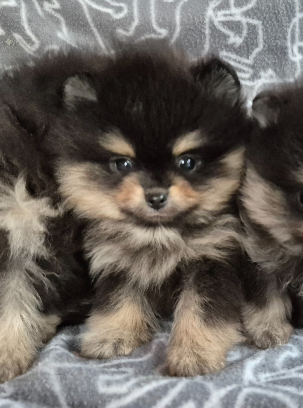 D'Obreika - Chiots disponibles - Spitz allemand