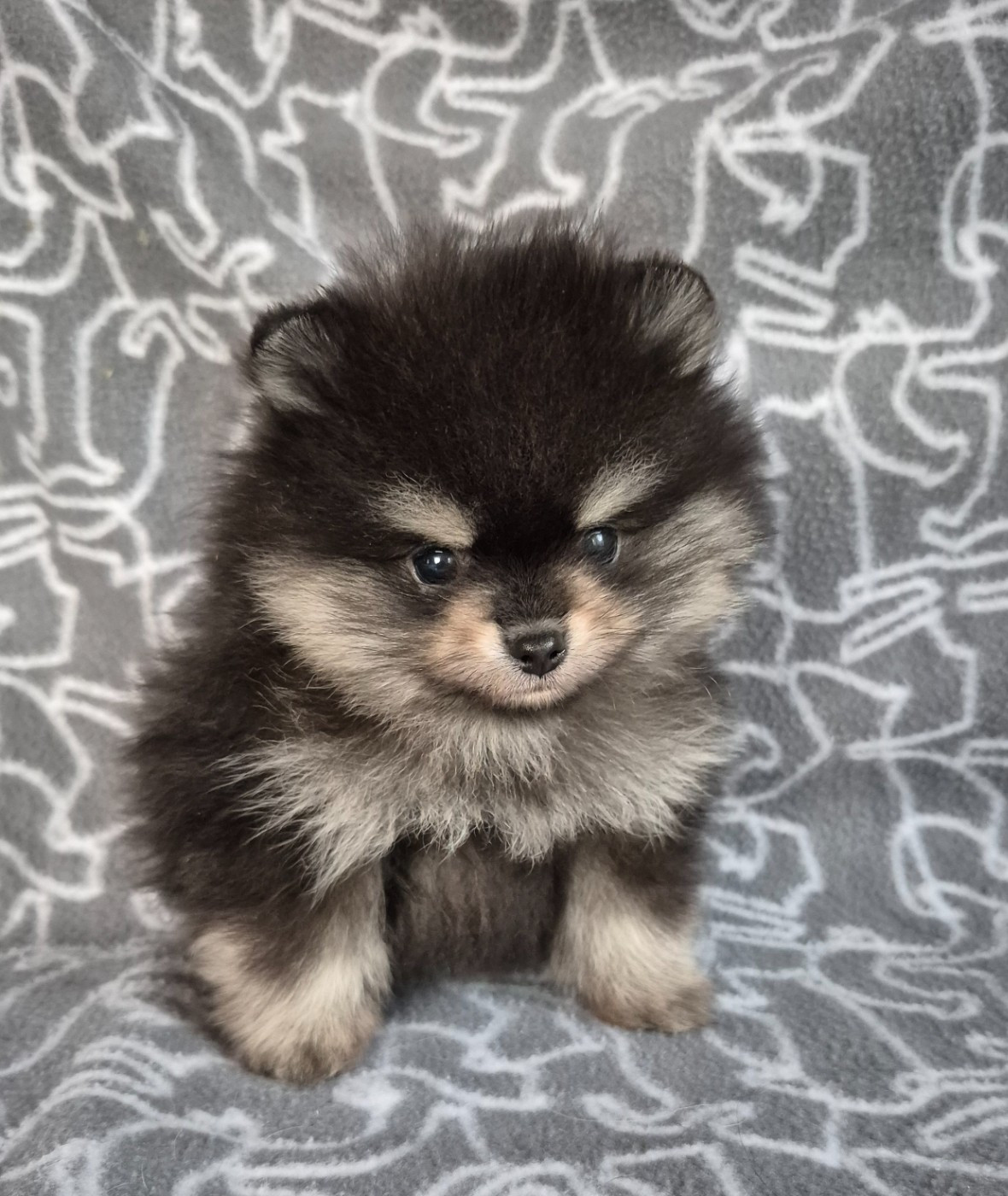 D'Obreika - Chiots disponibles - Spitz allemand