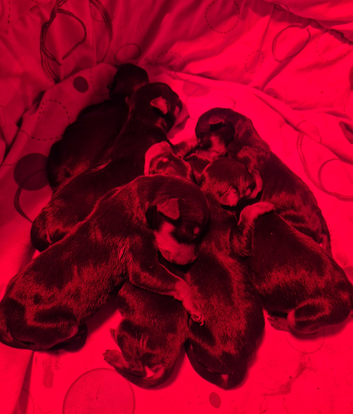 Chiot Pinscher nain D'Obreika