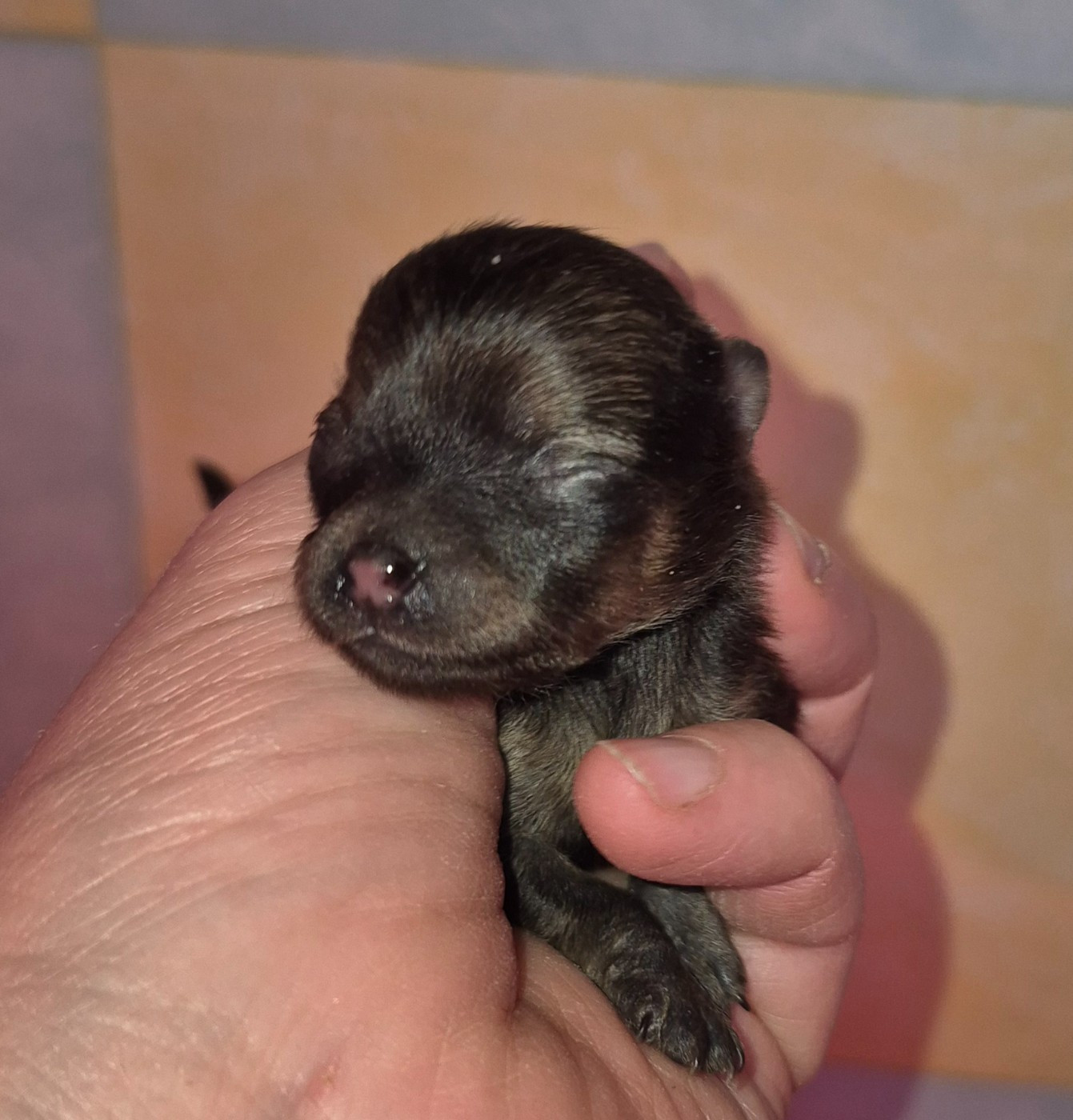 D'Obreika - Chiots disponibles - Spitz allemand