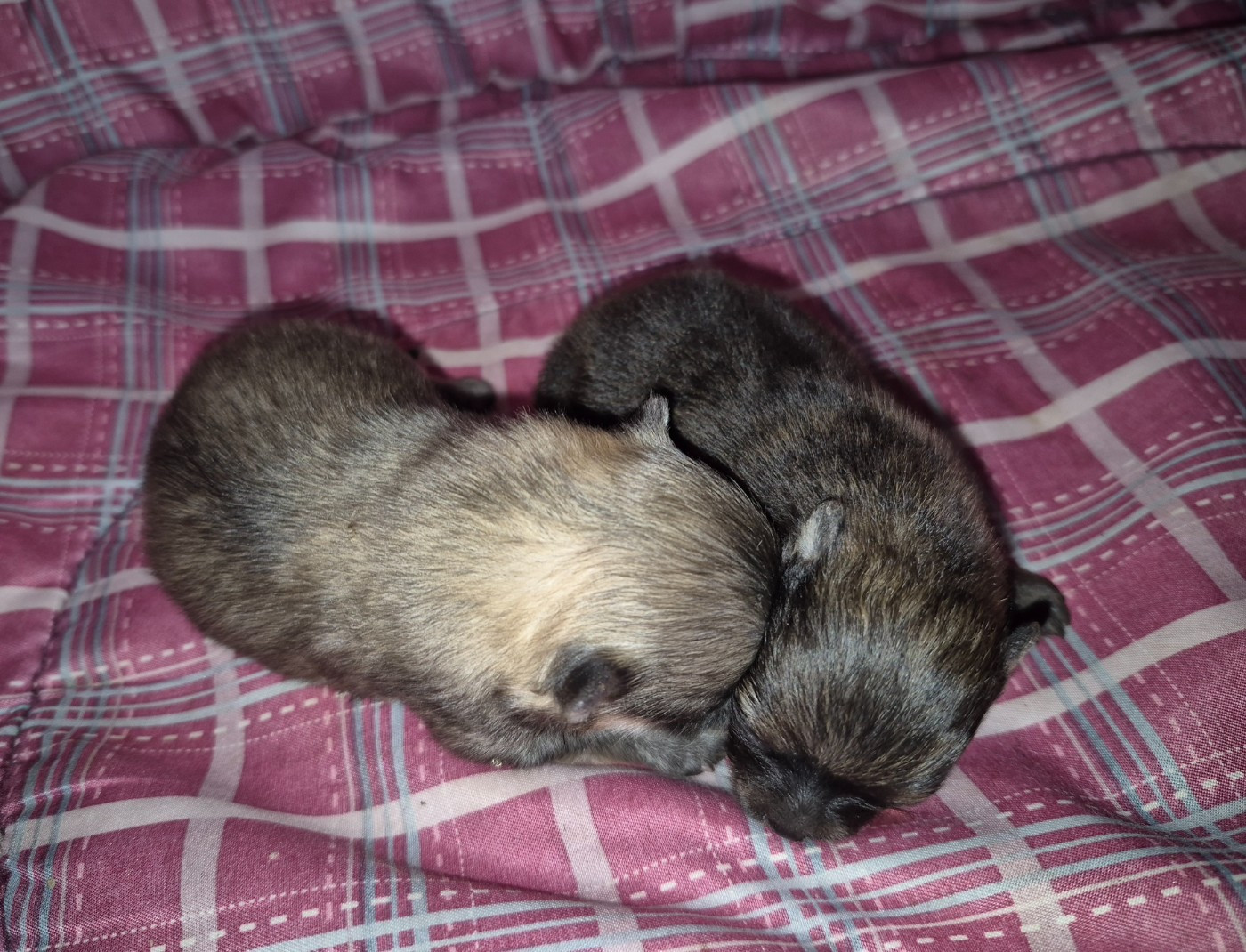 Chiot Spitz allemand D'Obreika