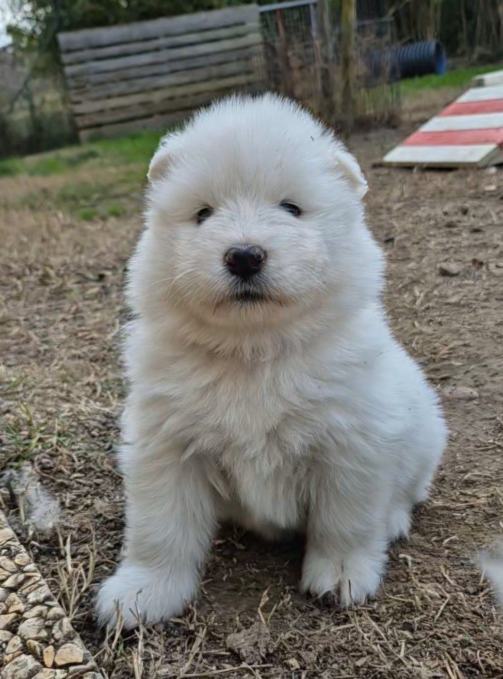 D'Obreika - Chiots disponibles - Samoyède