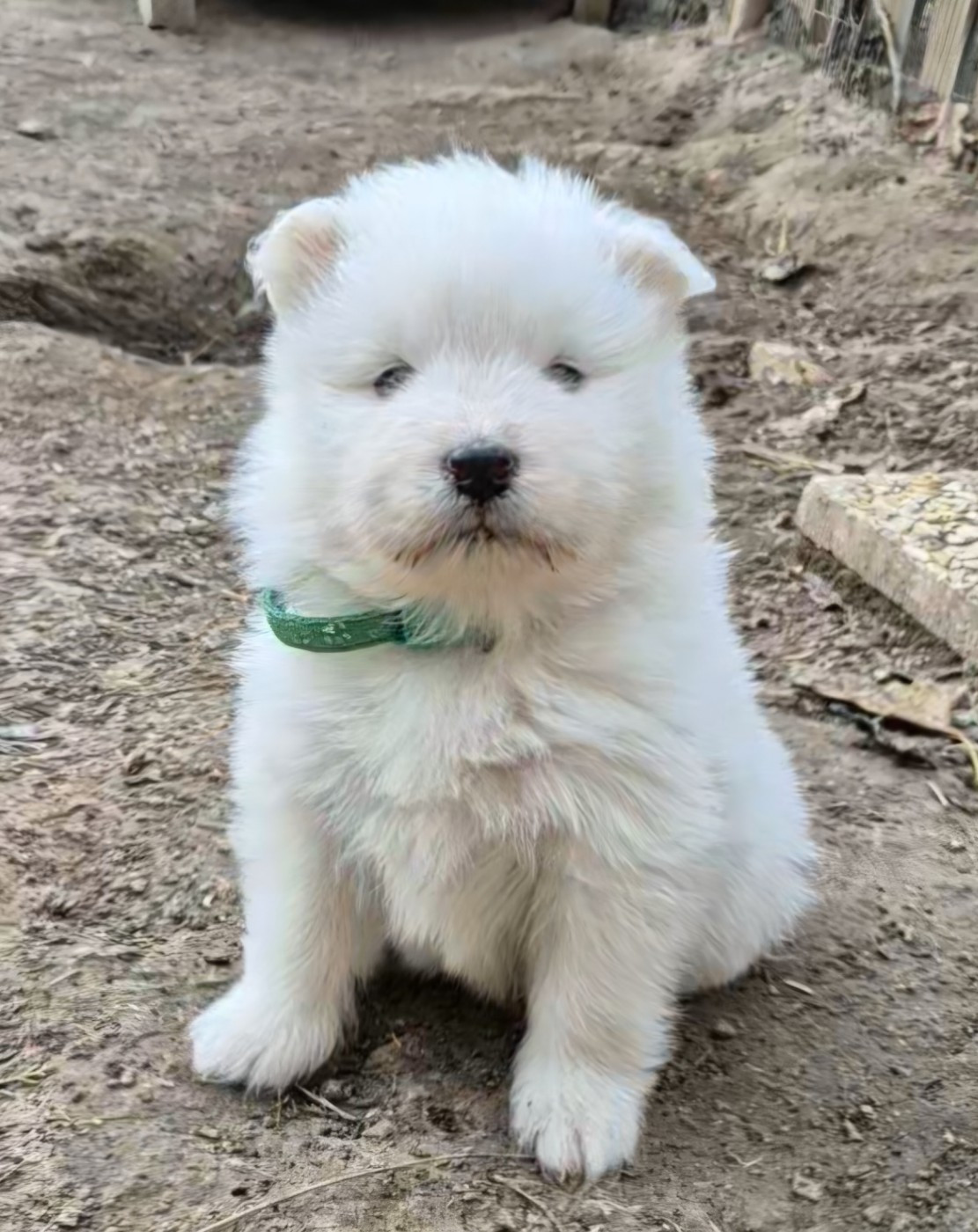 D'Obreika - Chiots disponibles - Samoyède