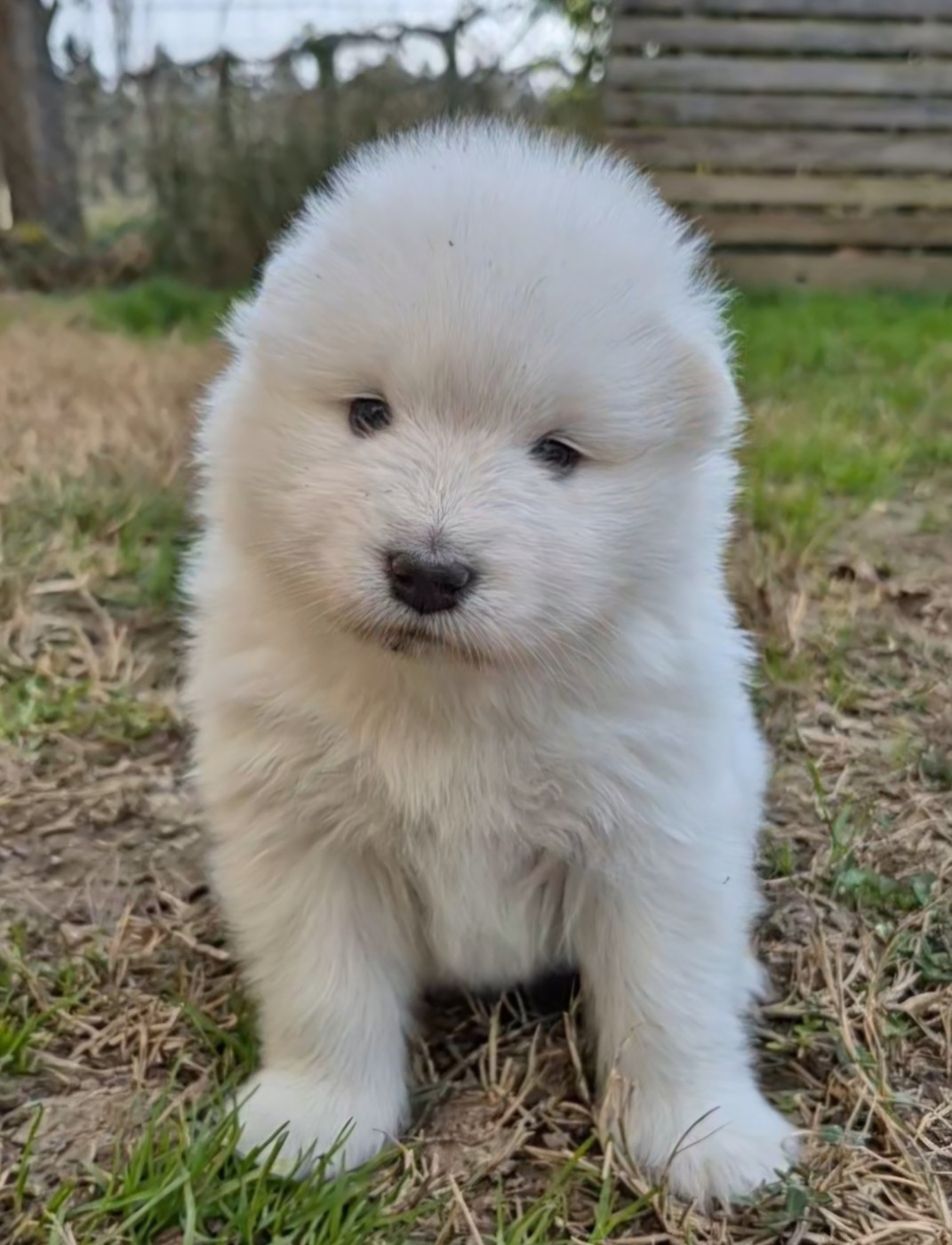 Chiot Samoyède D'Obreika