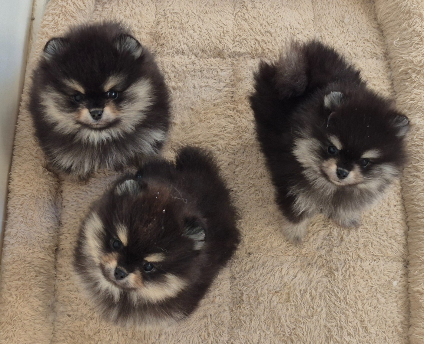 Chiot Spitz allemand D'Obreika