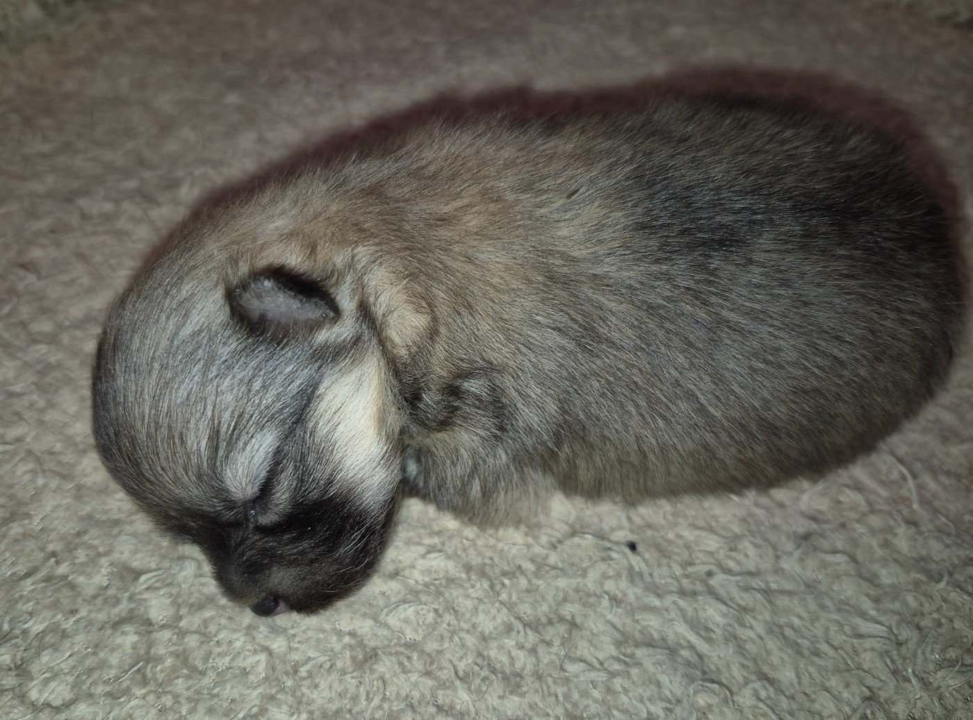 D'Obreika - Chiots disponibles - Spitz allemand