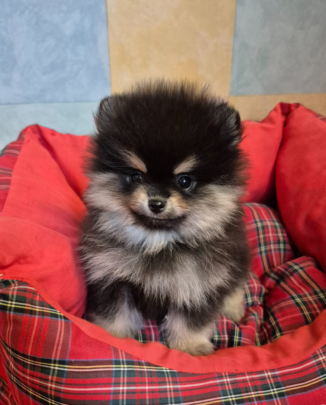 D'Obreika - Chiots disponibles - Spitz allemand