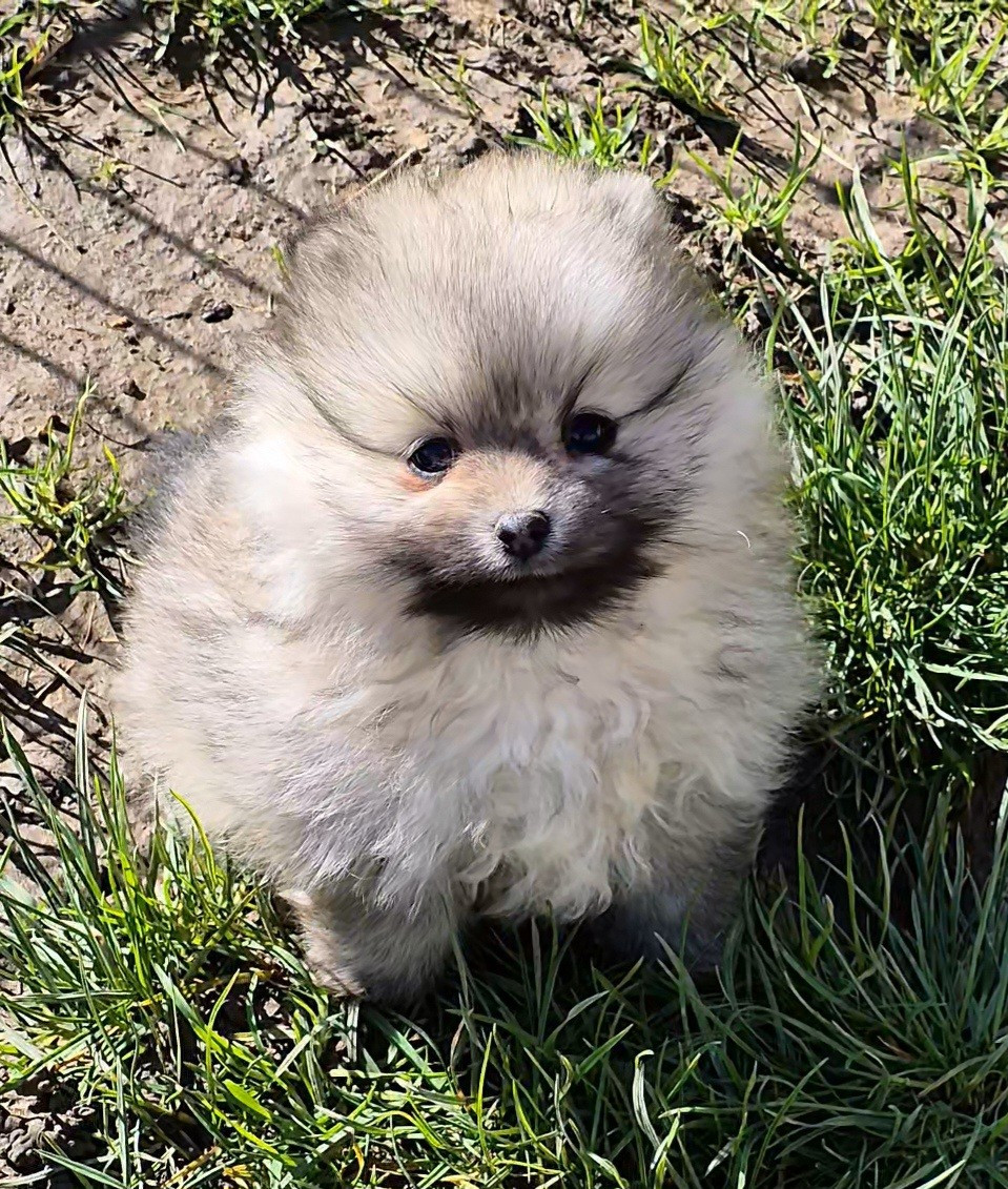 D'Obreika - Chiots disponibles - Spitz allemand