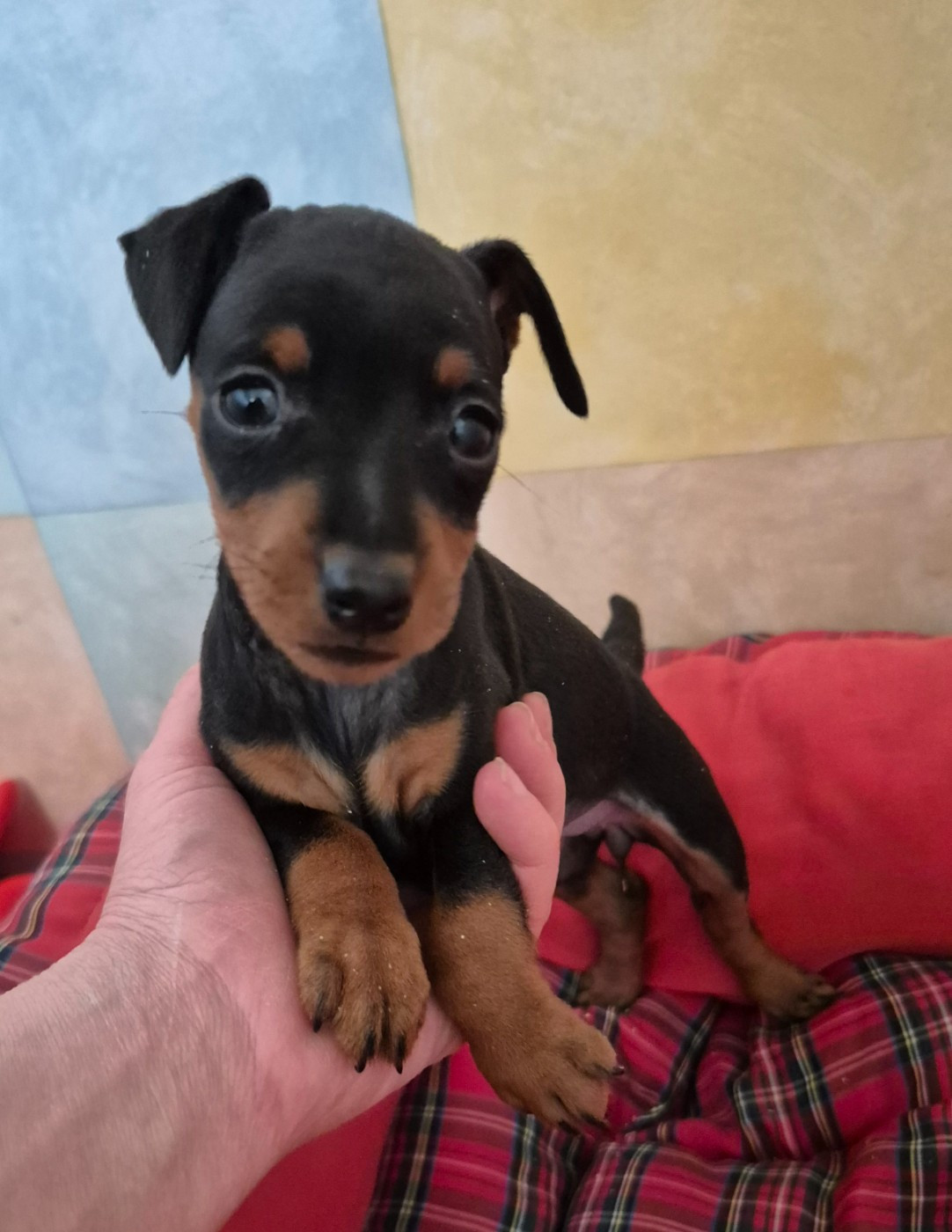 D'Obreika - Chiots disponibles - Pinscher nain
