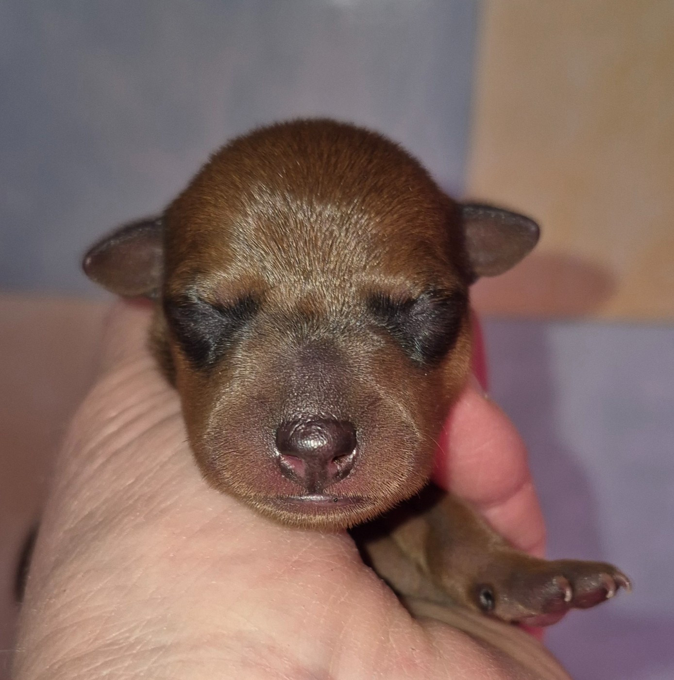 D'Obreika - Chiots disponibles - Pinscher nain