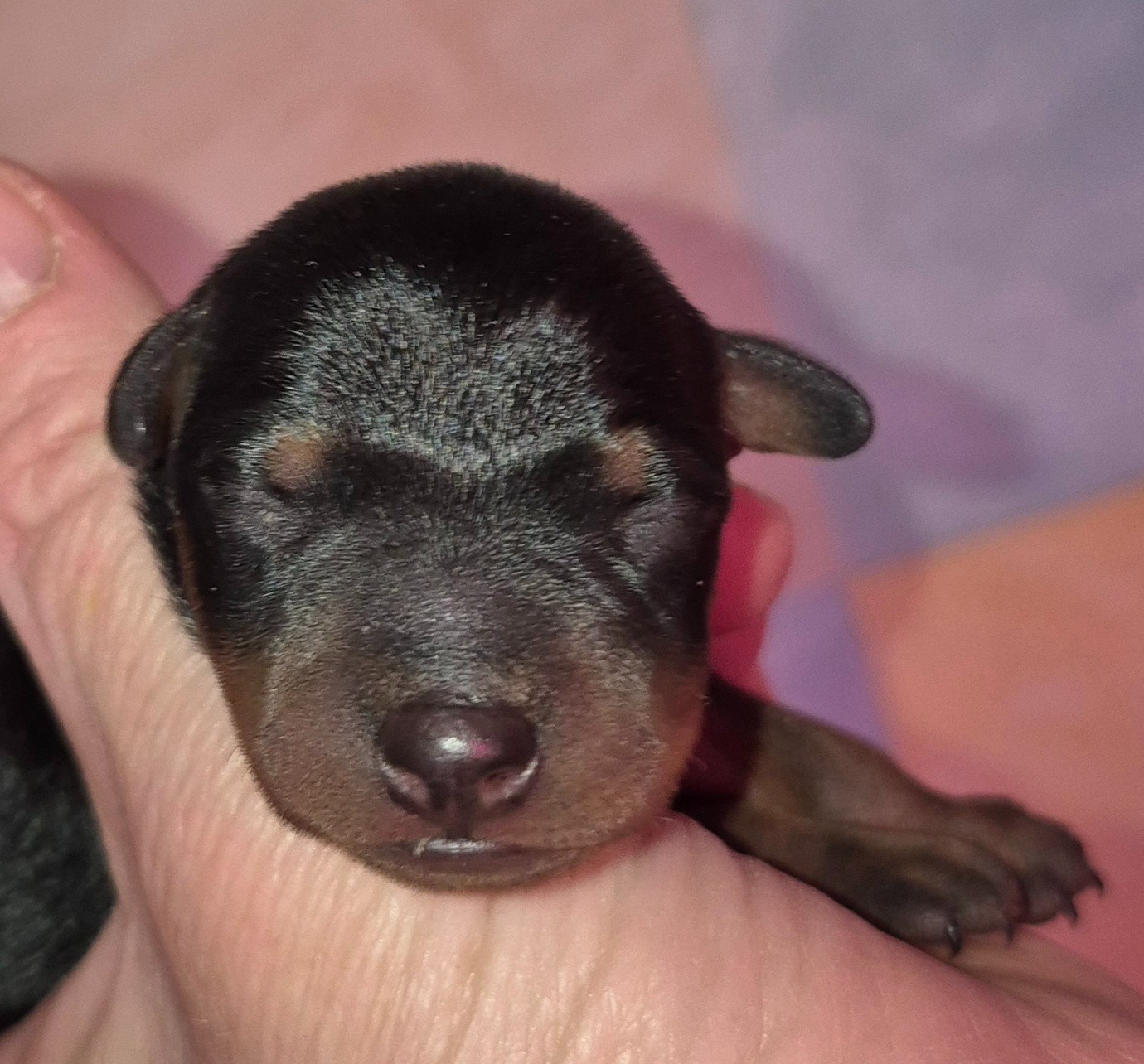 D'Obreika - Chiots disponibles - Pinscher nain