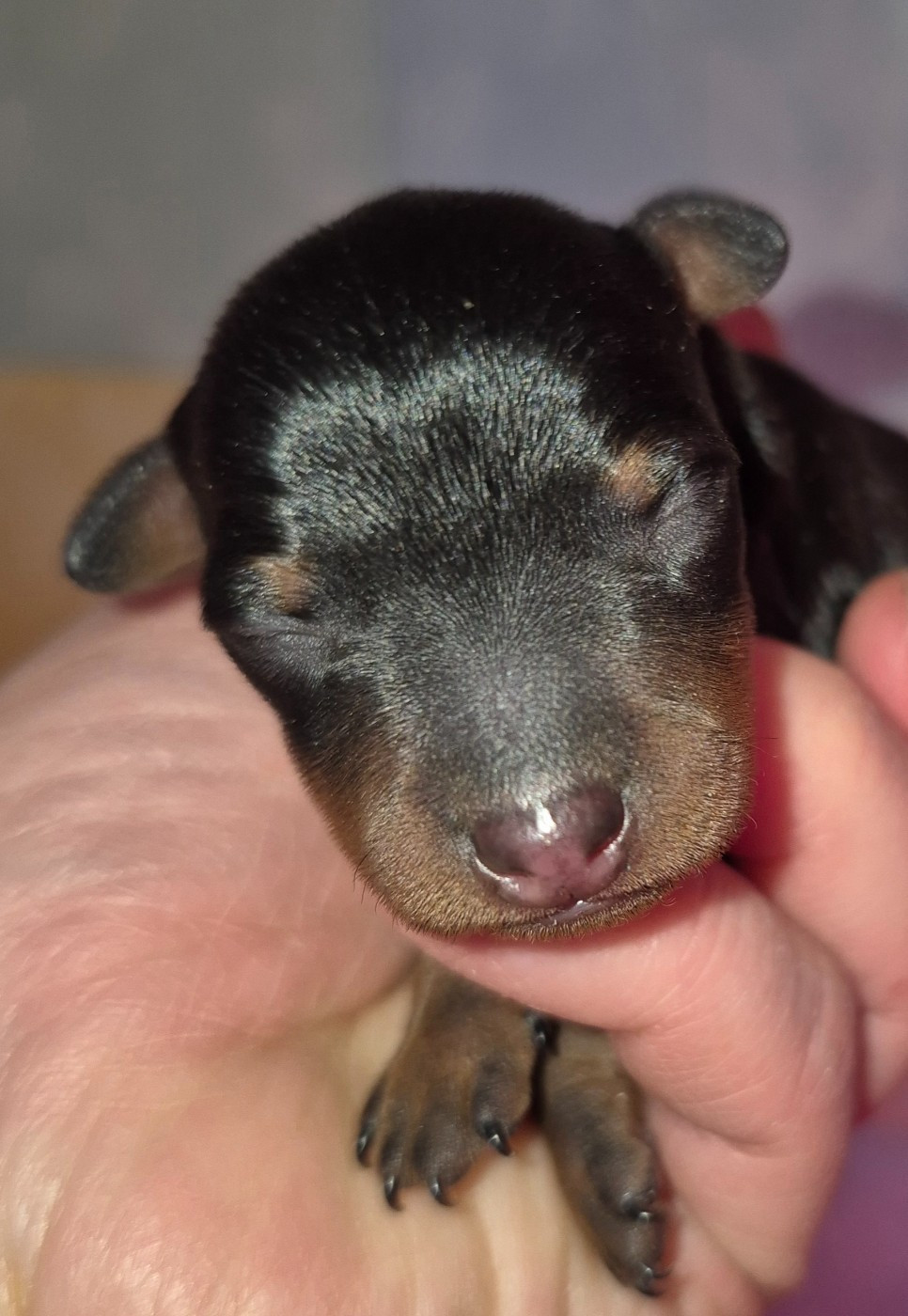 D'Obreika - Chiots disponibles - Pinscher nain