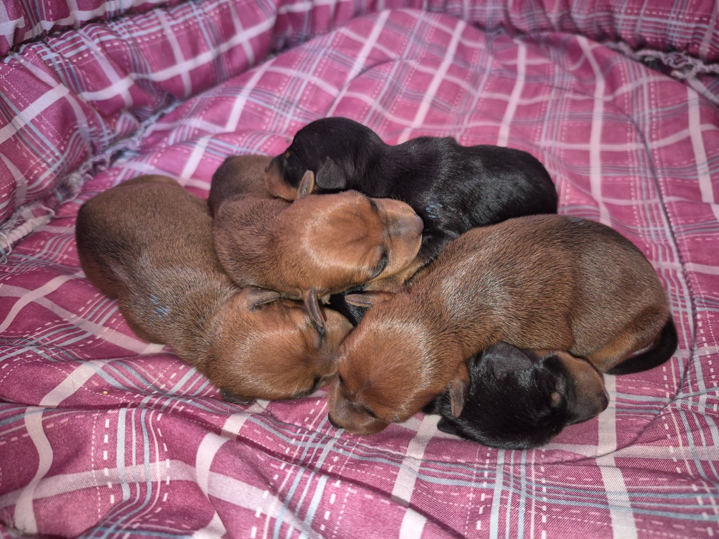 Chiot Pinscher nain D'Obreika