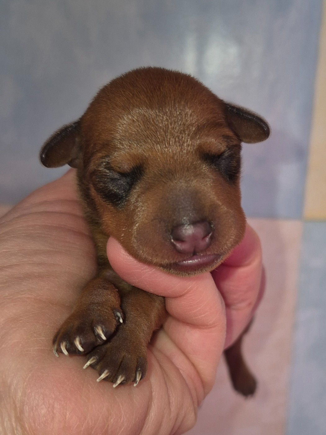 D'Obreika - Chiots disponibles - Pinscher nain