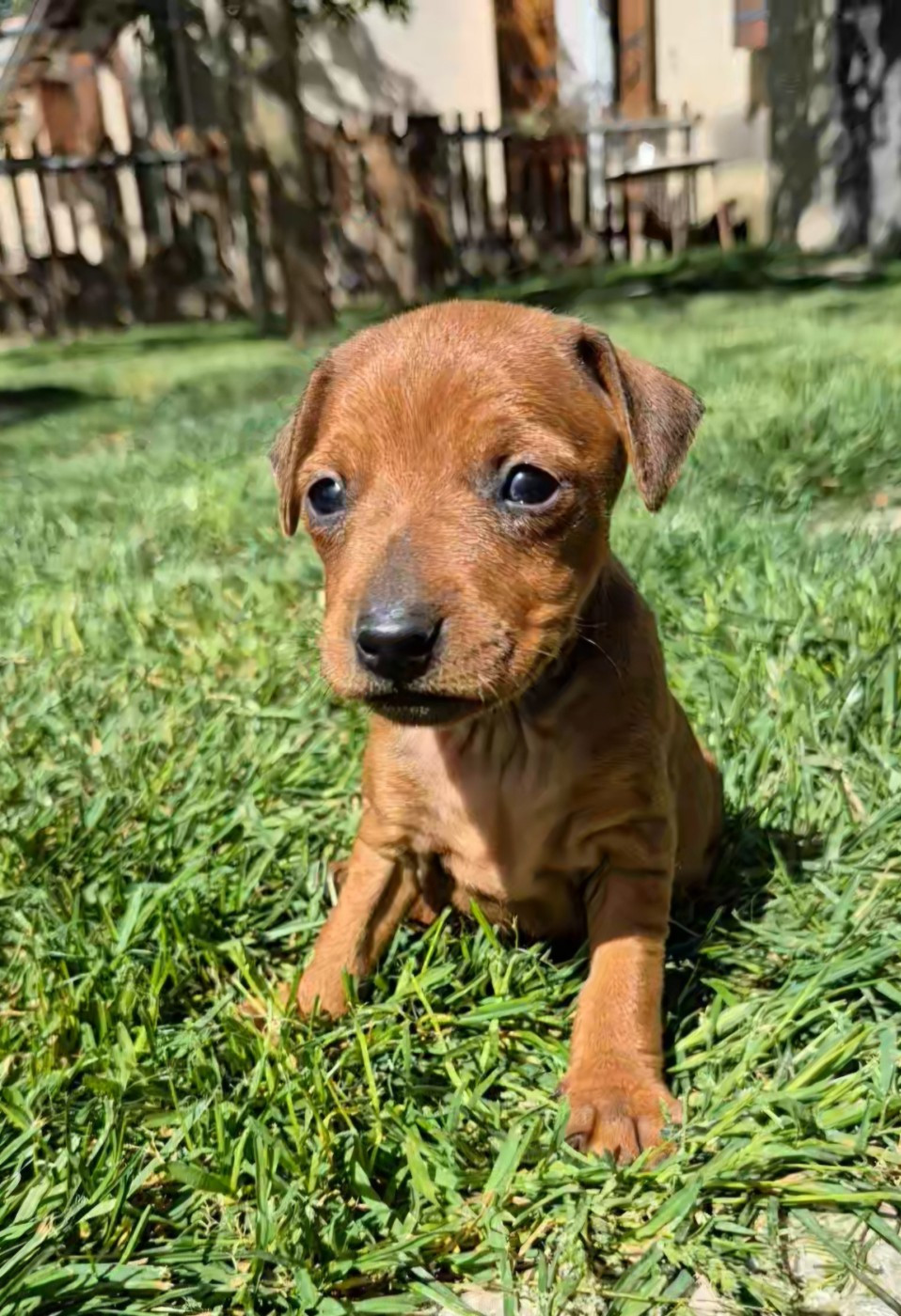 D'Obreika - Chiots disponibles - Pinscher nain