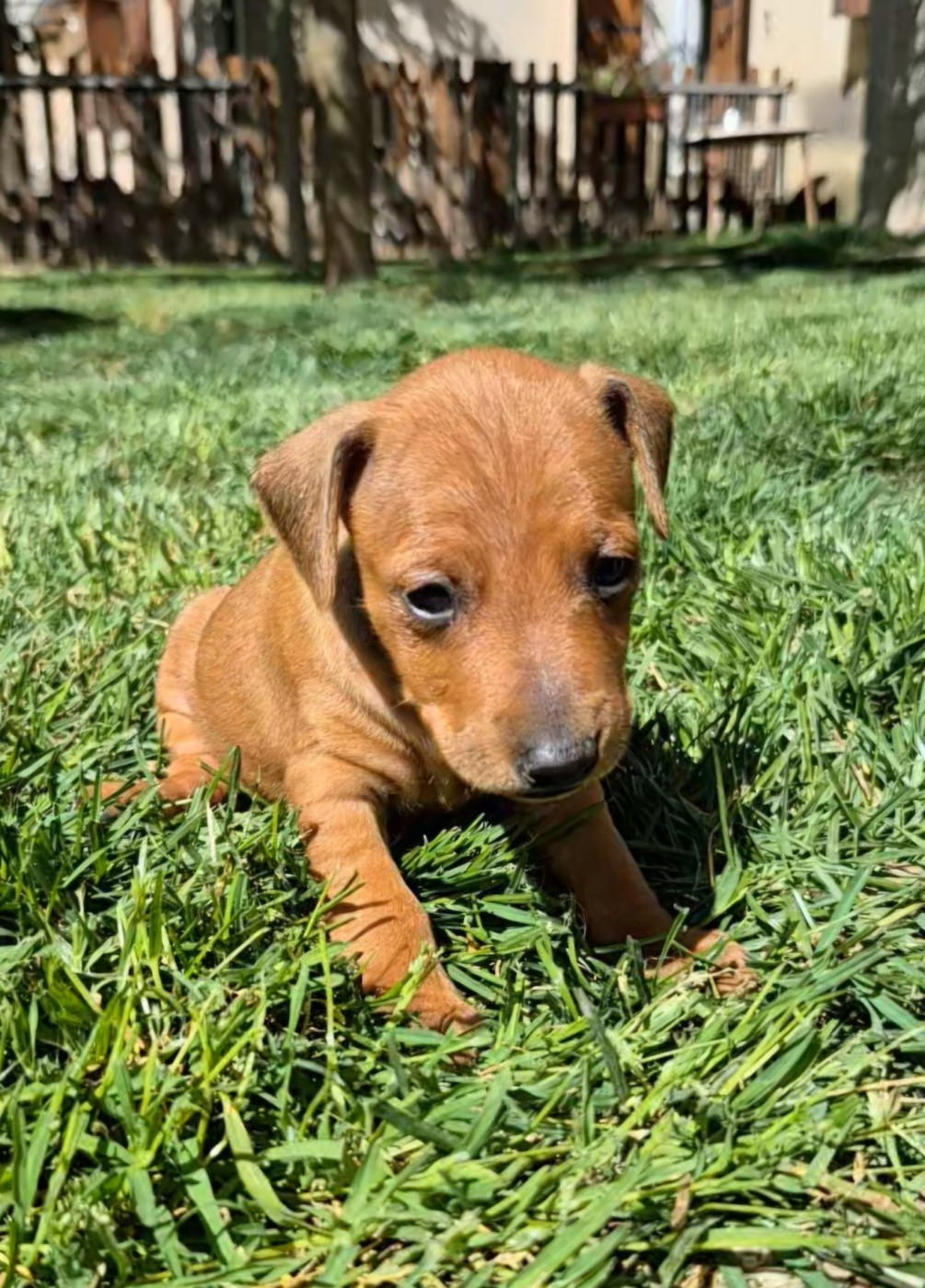 D'Obreika - Chiots disponibles - Pinscher nain